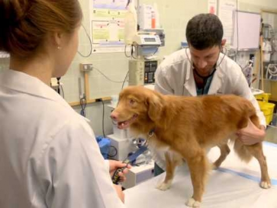 Pint the Dog/UC Davis Vet Med In-Stadium Football Video