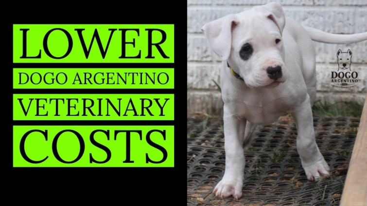 HOW CAN I CUT COSTS ON MY VET BILL? HOW TO PAY FOR VET BILLS FOR YOUR DOGO ARGENTINO
