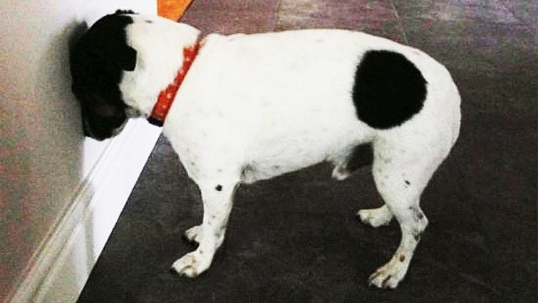 If Your Pet Starts Behaving In This Bizarre Way, You Should Take It To The Vet Immediately