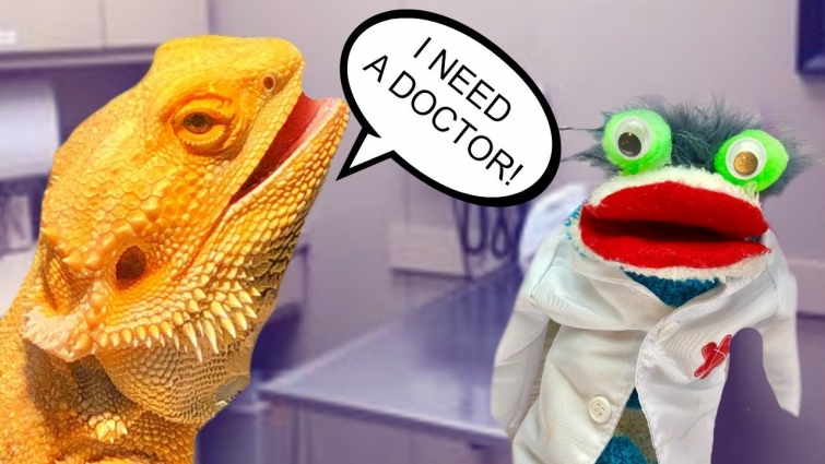 Pet Vet Fizzy Helps a Bearded Dragon Lizard and Learns about Reptiles