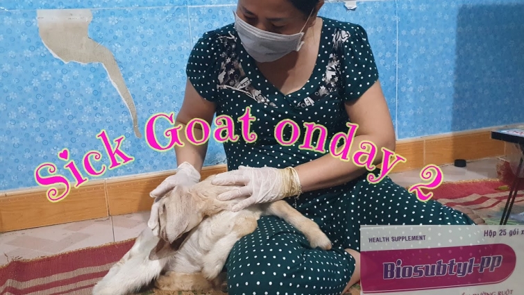 Baby Goats sick on the 2nd mother took care of  FIRST TIME!
