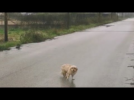 Cute little fluffy dog lived as a stray more than a year until the day she got rescued.