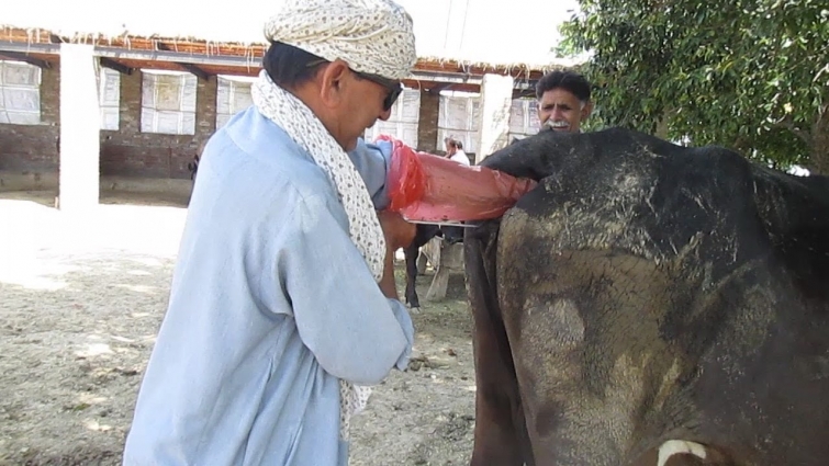 Beautiful Cow Retention Secundarium In Cow See How Veterinarian Doctor Helps in pakistan 2020