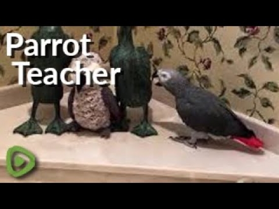 Talking parrot is playing school, and he is the teacher!