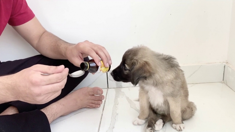 This Puppy loves Medicine more than dog food |Dog rescue India |Street Dog rescue|Dog medicine Hindi