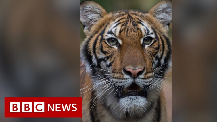Coronavirus: Tiger at Bronx Zoo tests positive for Covid-19 – BBC News