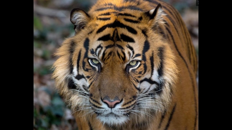 Tigerr BR VS WeaponX TL No Vet no Win Session 2/4