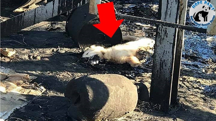 Rescue Homeless Puppy Trapped In The DeathGrip Of Leaking Tar Is Eating & Drinking.