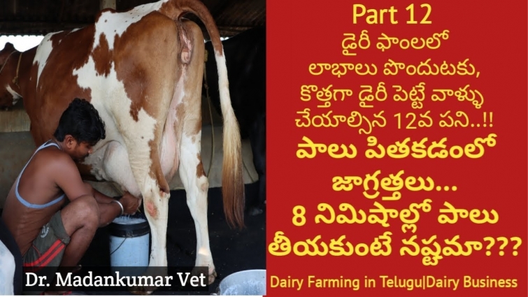 Milking Method | Successful Dairy Farm Telugu |Profit Dairy Farm Business Telugu |Dr. Madankumar Vet