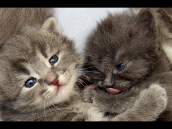 Baby Cats – Cute and Funny Cat Videos Compilation