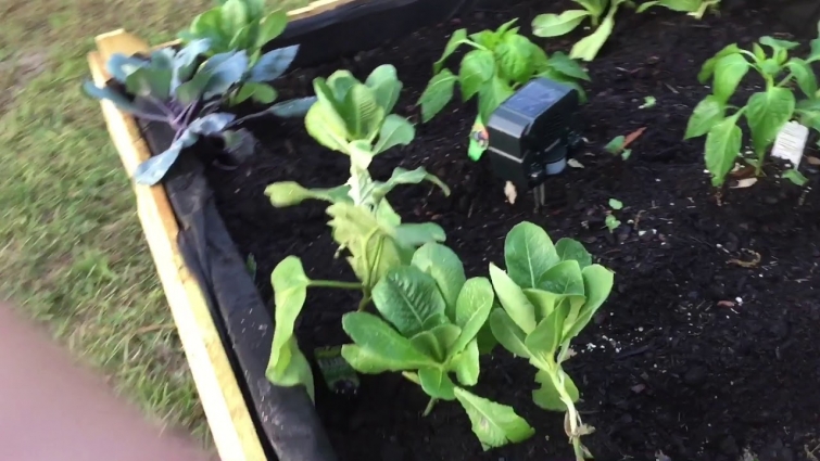 #HomeGrown #homestead #sustuaing Prepare Rise Bed  and plant out shipping crate