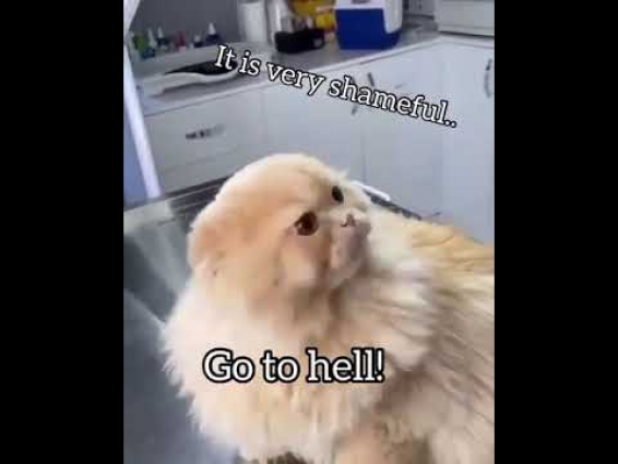 Assassin's Cat gets angry at veterinary