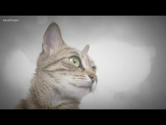 Can you get the coronavirus from your pet