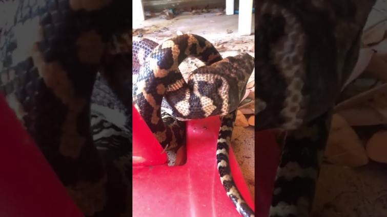 Snake Catcher Stresses Importance of Proper Pet Care as Python Devours Family's Cat