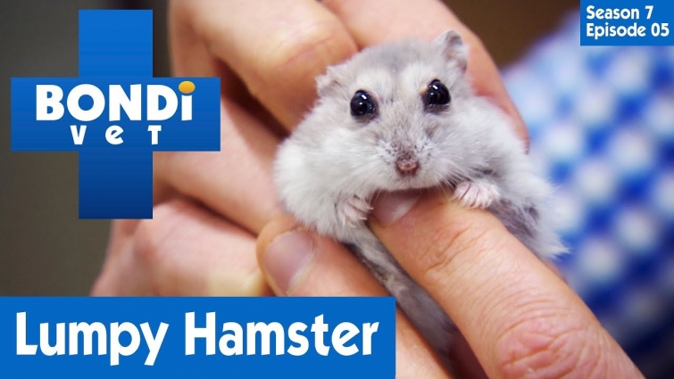 🐹 Cute Hamster Has A Problem | FULL EPISODE | S07E05 | Bondi Vet