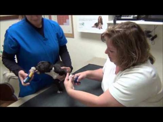 Nail Trimming for Dogs: A Full Circle Veterinary Care Instructional Video