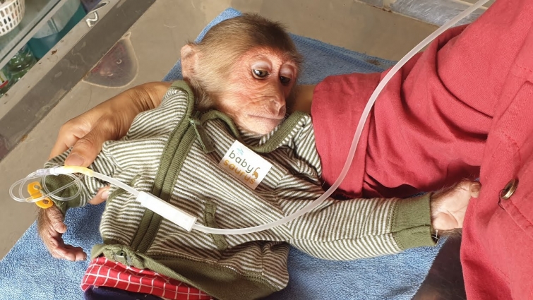 monkey abu sick must go to vet for water transfer