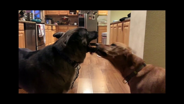 Lean On Me – Veterinarian Tribute Video