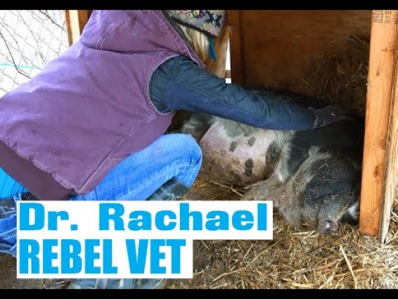 r. Rachael 'Rebel Vet' Episode 14  'Manicure From Hell' Pigs Spa Day