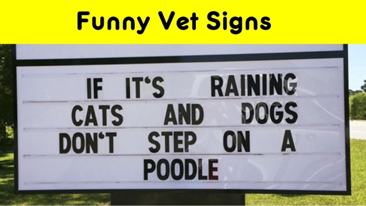 Funny Vet Signs That Will Make You Laugh