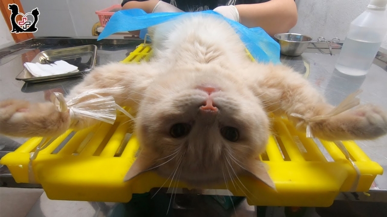 No more stray kittens and poor cats | Vietnam Animal Vet Clinic