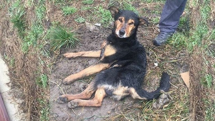 Rescue Poor Dog Was Shot 4 Times In The Back Made The Marrow Was Broken