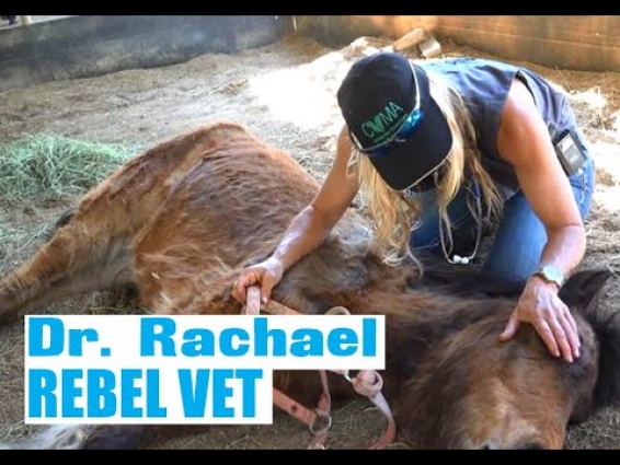 r. Rachael 'Rebel Vet' Episode 15 'Saying Goodbye'