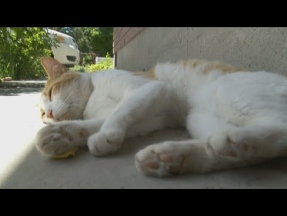 Avon veterinarian explains the connection between your pets and COVID-19