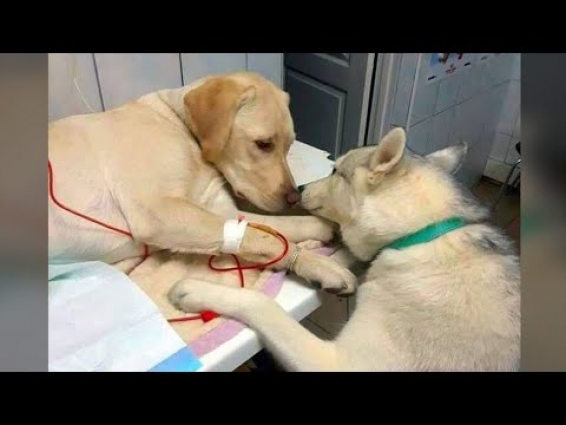 Dog Trained To Comfort Nervous Patients Takes Internet By Storm