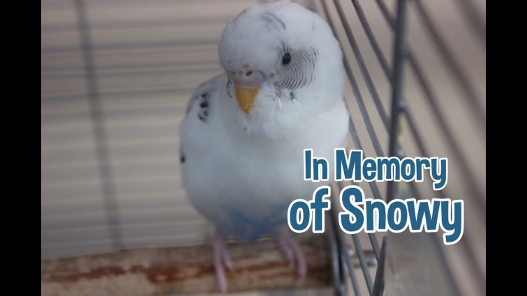 In Memory of Snowy 💙