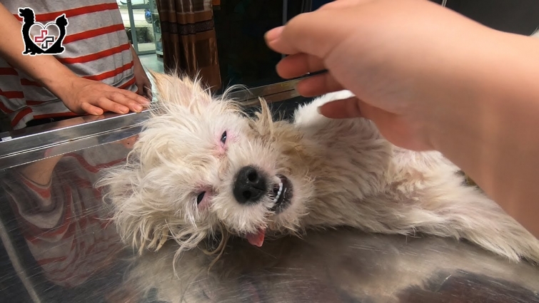 This dog has taken 5 bills of Berberin – Save dying puppy got drug poisoning