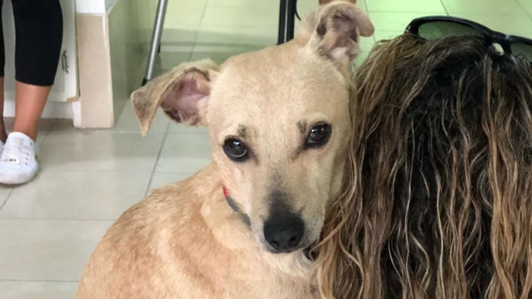 Abused Dog Bites His Rescuers But Then Makes an Incredible Transformation