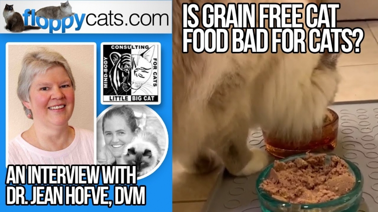 Is Grain Free Cat Food Bad for Cats? An Interview with Dr. Jean Hofve, DVM