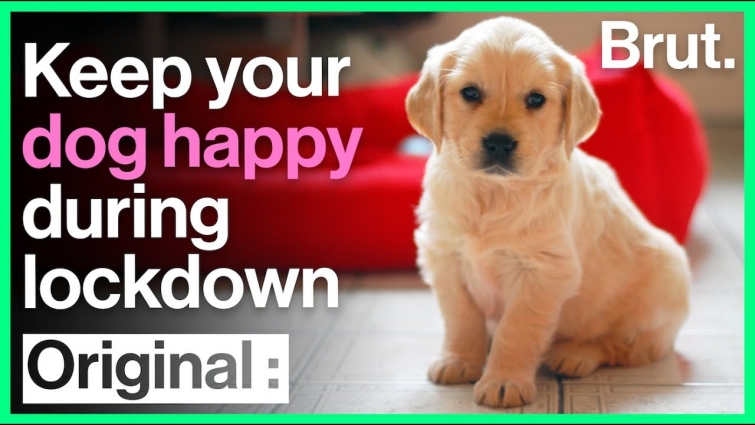 Dr. Kwane’s Tips on How to Keep Your Dog Happy during Quarantine