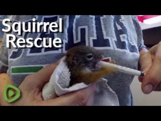 Orphaned stowaway baby squirrel is cared for by kind-hearted veterinarian