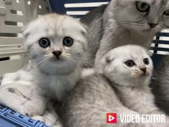#Kitten #socute #scottish Snow Kittens at the first check up veterinary