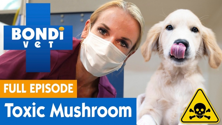 Puppy Eats Toxic Mushroom In Coronavirus Isolation | FULL EPISODE | Bondi Vet