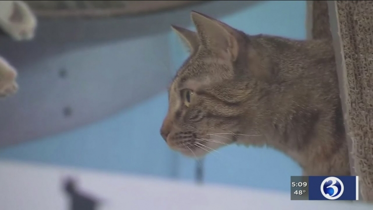 VIDEO: Veterinarian provides insight on pets testing positive for COVID-19