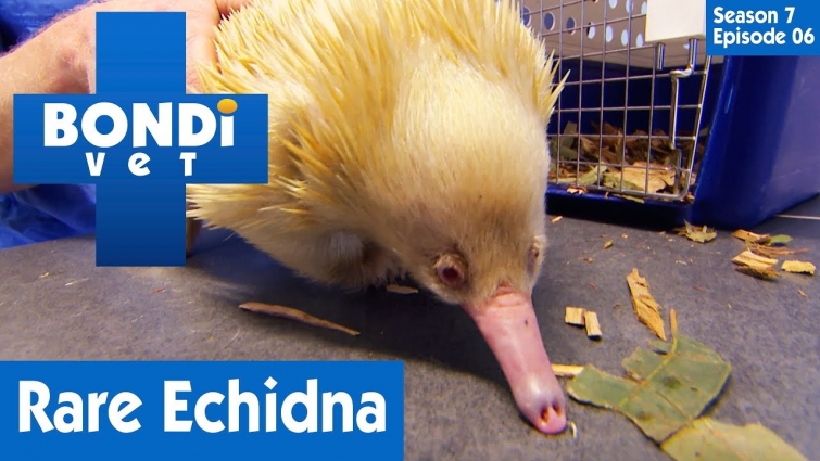 🦔 Rare Albino Echidna | FULL EPISODE | S07E06 | Bondi Vet