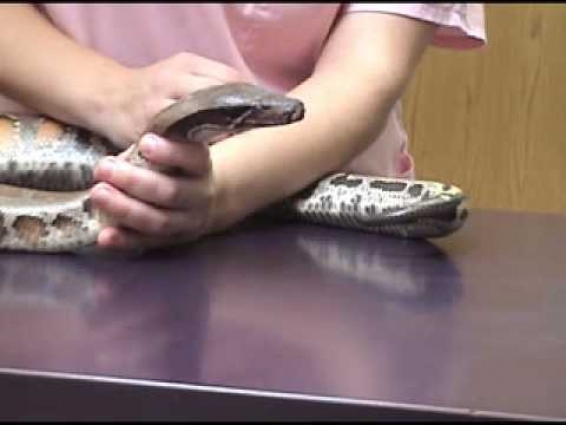 Veterinary technician training for snake handling with TAGteach