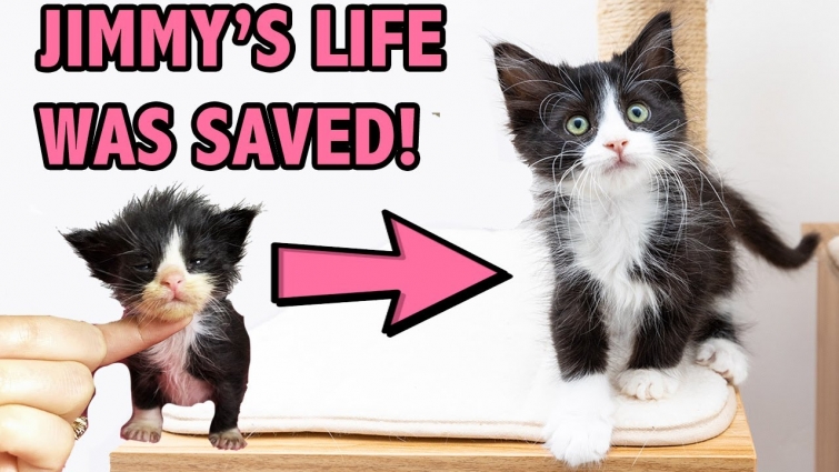 Saving a Sick and Starving Kitten – How Supportive Care Saved Jimmy