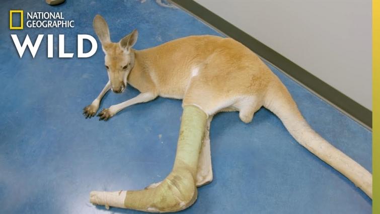 A Kangaroo In Need | Dr. T, Lone Star Vet