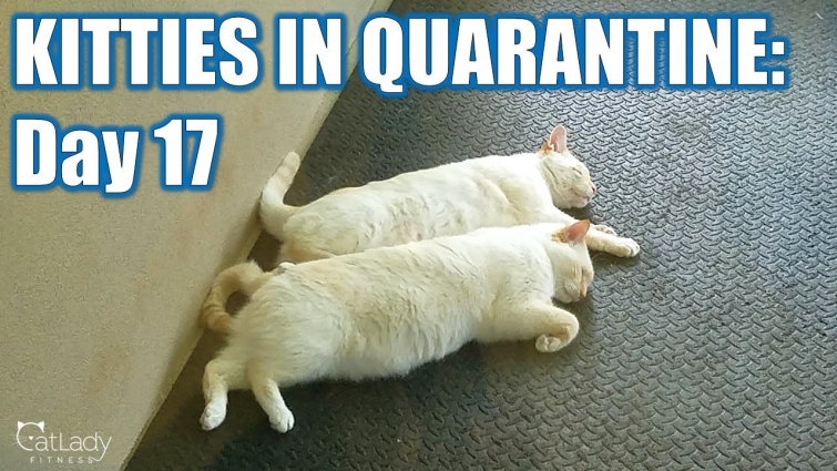Kitties in Quarantine: DAY 17 (nappin' twinsies)