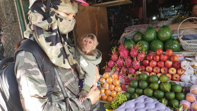 Monkey abu on his way home after meeting the vet