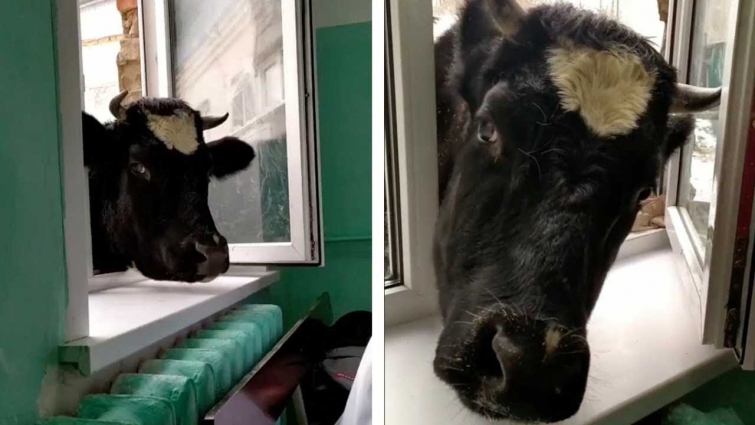 Nosey Cow Pokes Head In Open Window