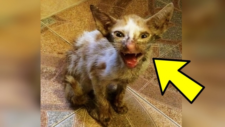 The Vet Thought This Kitten Should Be Put Down, But His Transformation Left Everyone Astonished