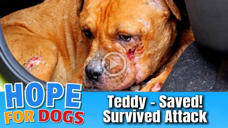 Hope Saves PitBull with Open Wounds About to Pass Over Rainbow Bridge  – Forgotten Dogs Rescue