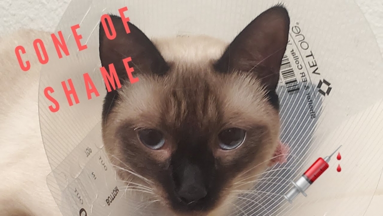 WE TOOK SMOKEY TO THE VET