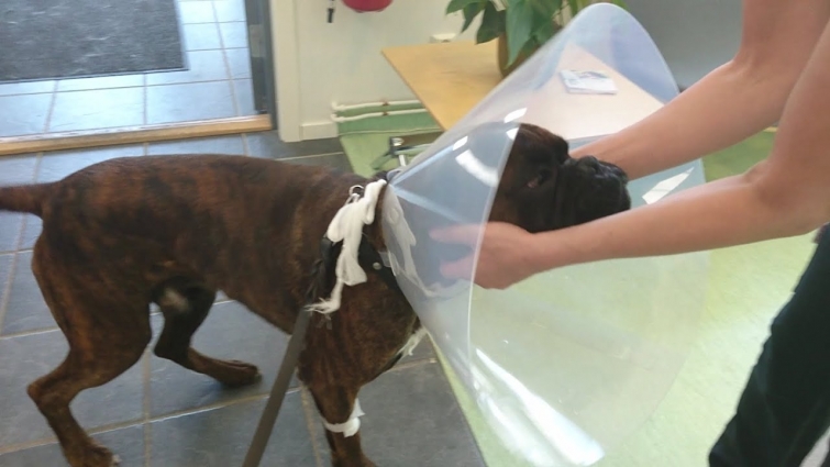 Boxer puppy Sammie at the vet for CASTRATION and coming home to recover 😁