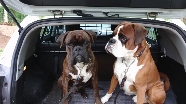 Puppy Sammie's big day at the vet – CASTRATION!